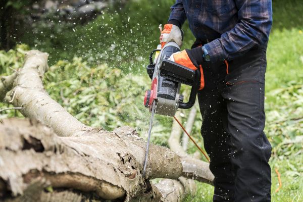 Branch Removal Service in Salem