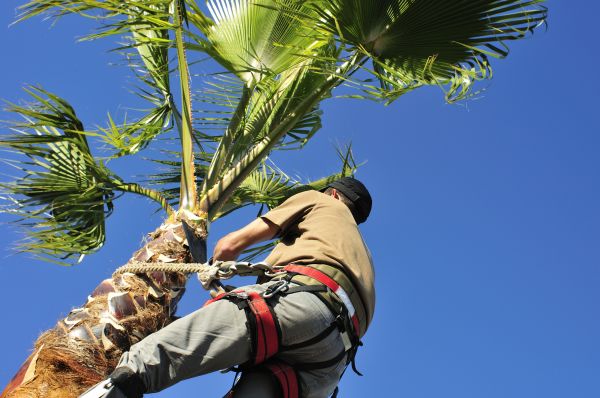 Palm Tree Trimming in Salem