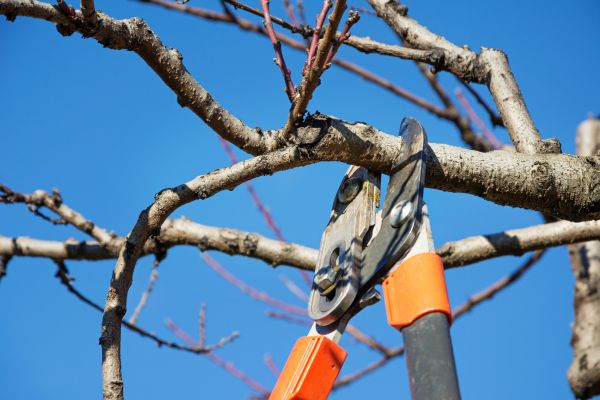 Residential Tree Service in Salem