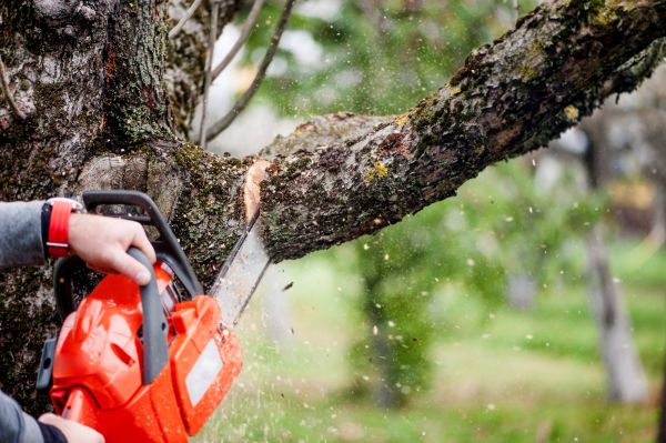 Branch Cutting Service in Salem