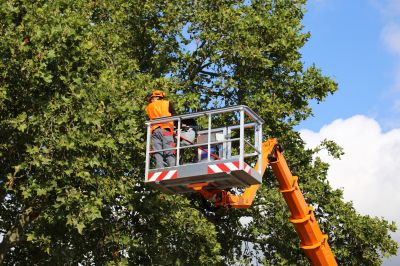 Large Tree Maintenance