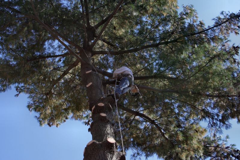 Expert Tree Care