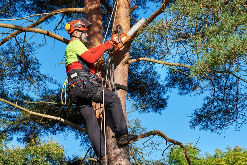 Independent Tree Trimmers