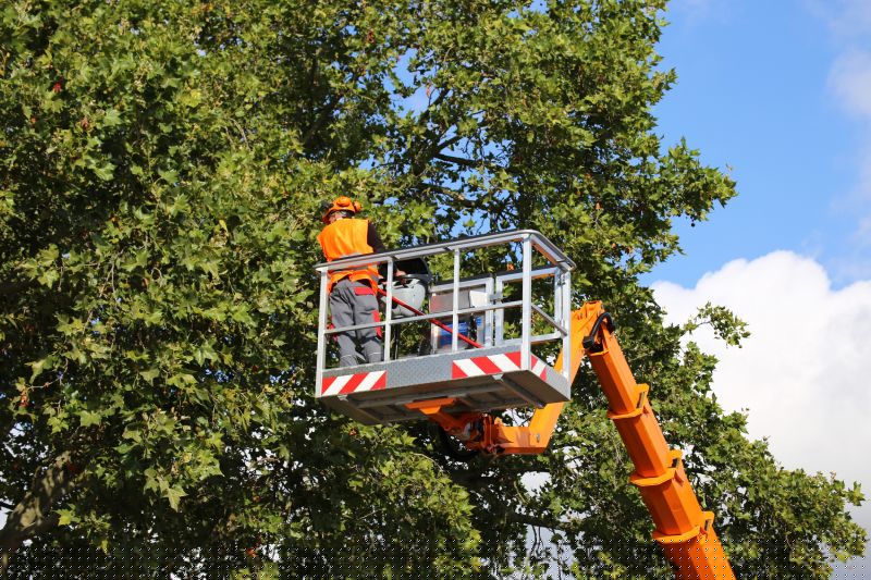 Tree Care Specialists